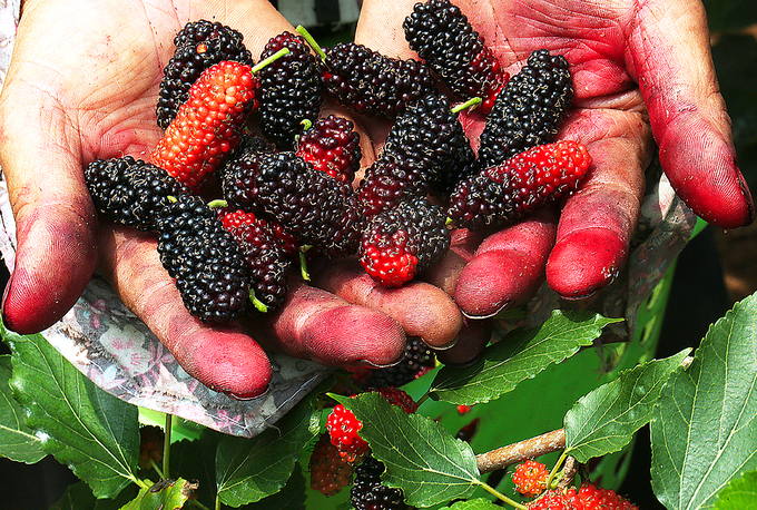 Nông dân Hà Nội vào mùa thu hoạch dâu chín